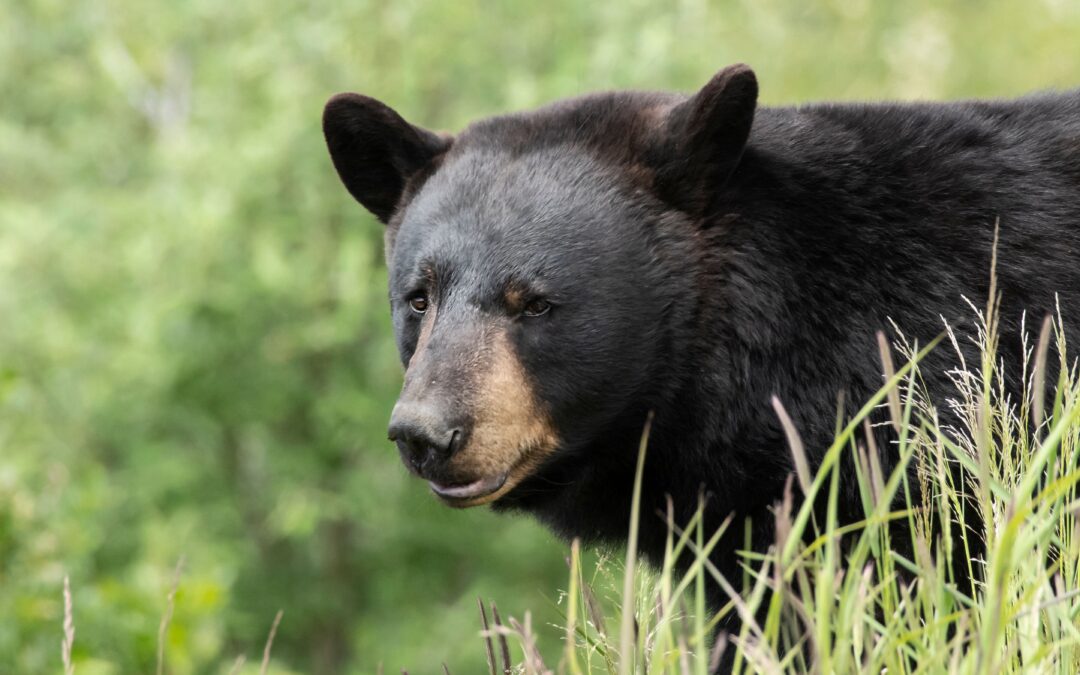 Colorado Woman Killed In Apparent Bear Attack While Walking Her Dogs | HuffPost